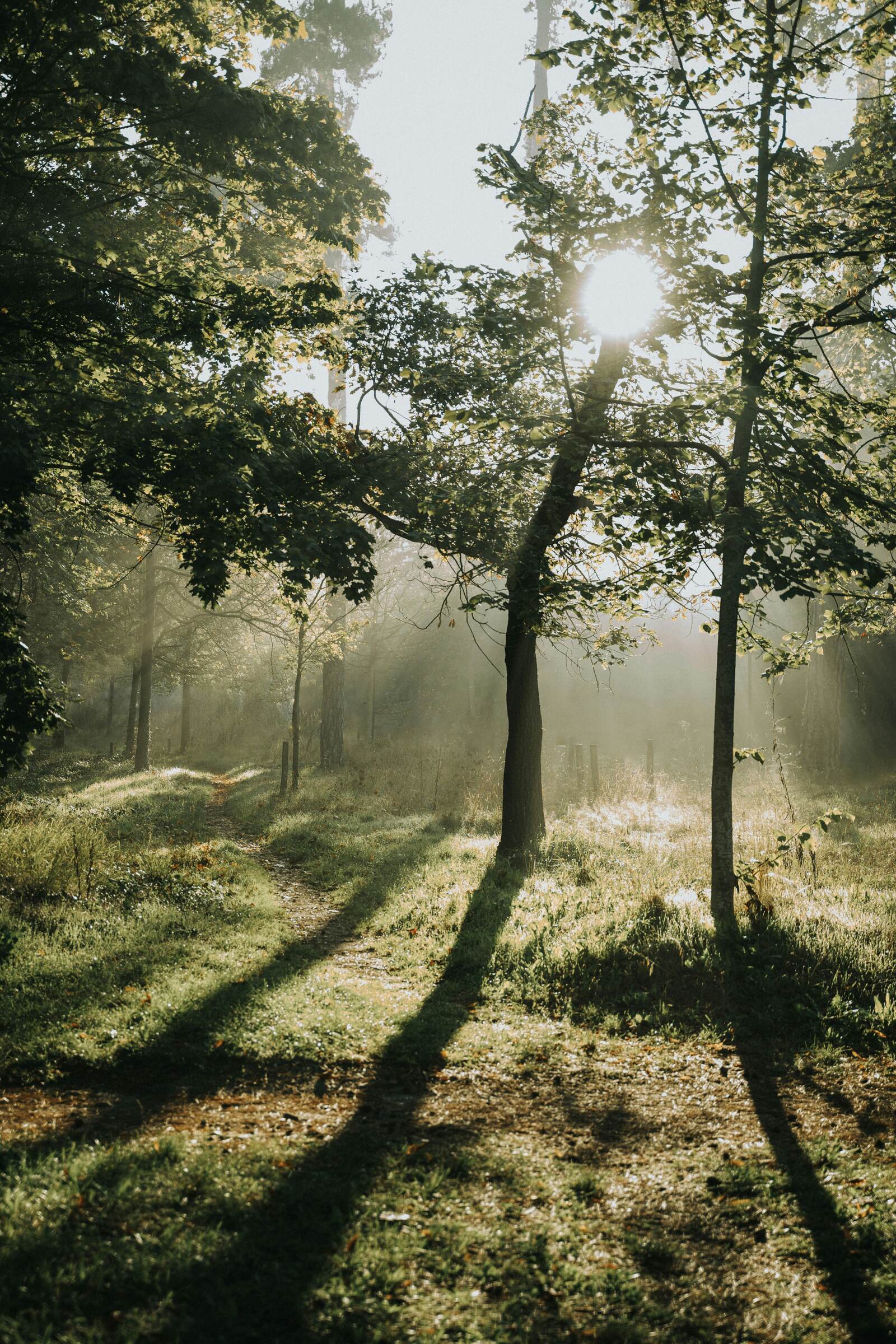 A quiet sunlit path, reflecting Balance Med's mind-and-body approach to care