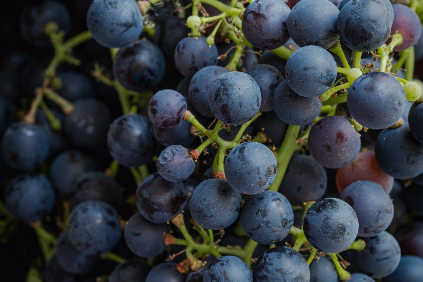 A close-up of dark blue-purple grapes on green stems